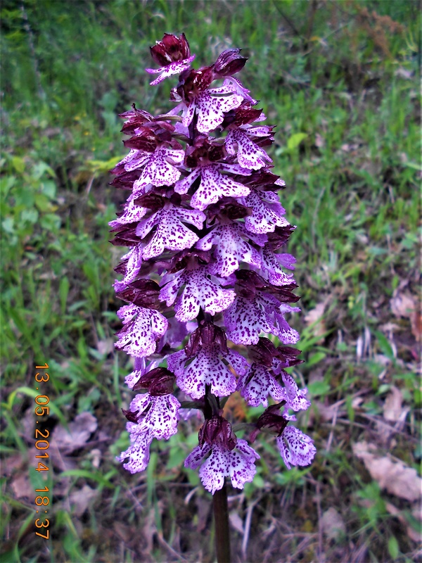 vstavač purpurový Orchis purpurea Huds.