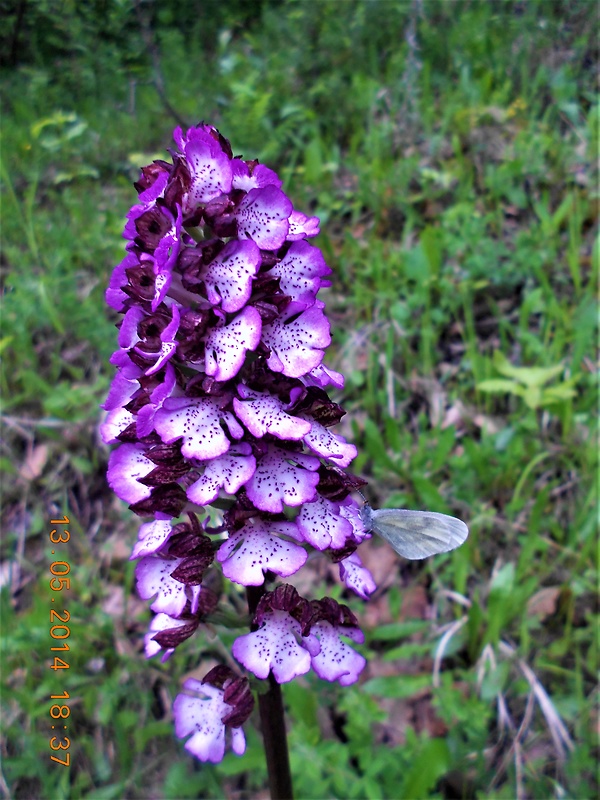 vstavač purpurový Orchis purpurea Huds.