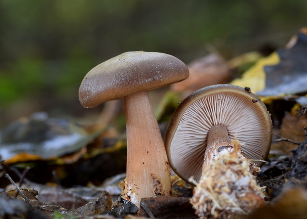 peniazovka maslová Rhodocollybia butyracea (Bull.) Lennox