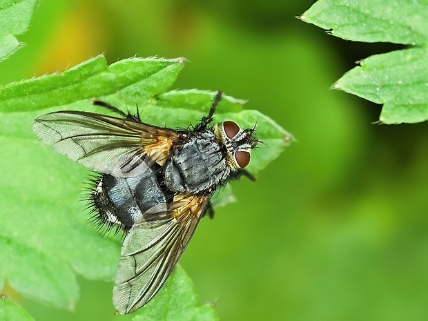 bystruša Nemoraea pellucida ♂