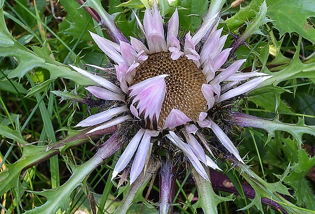 krasovlas bezbyľový vyvýšený Carlina acaulis subsp. caulescens (Lam.) Schübl. et G. Martens