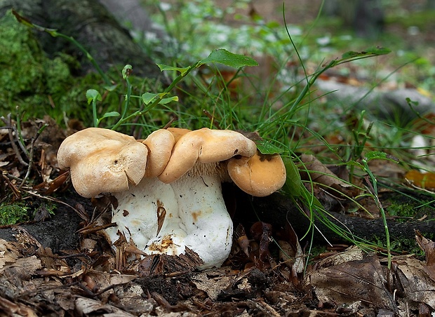 jelenka poprehýbaná Hydnum repandum L.