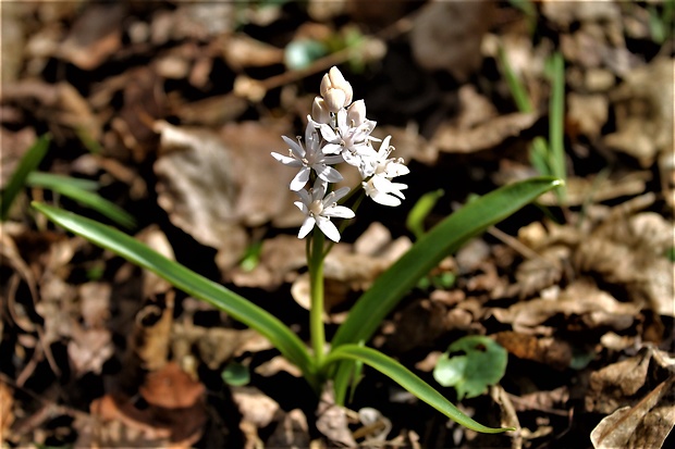 scila karpatská Scilla kladnii Schur