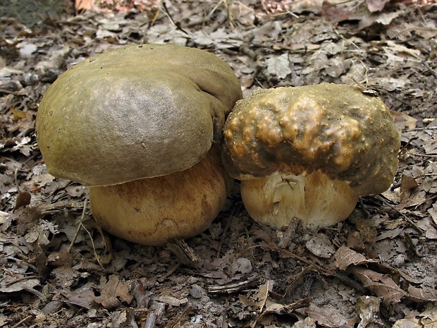 hríb bronzový Boletus aereus Bull. ex Fr.