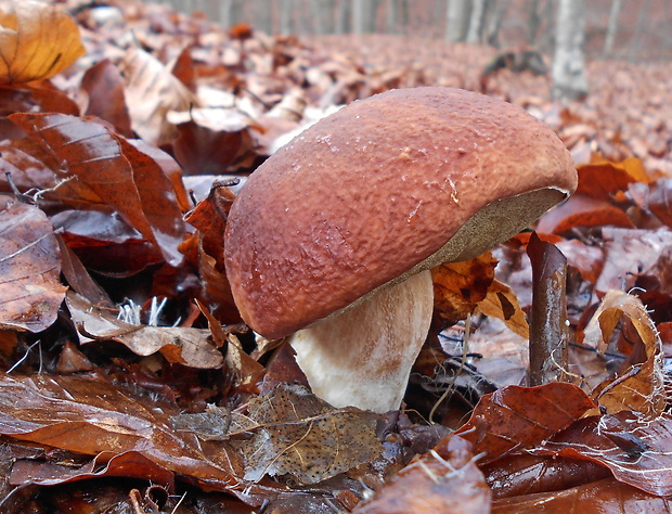 hríb sosnový Boletus pinophilus Pil. et Dermek in Pil.