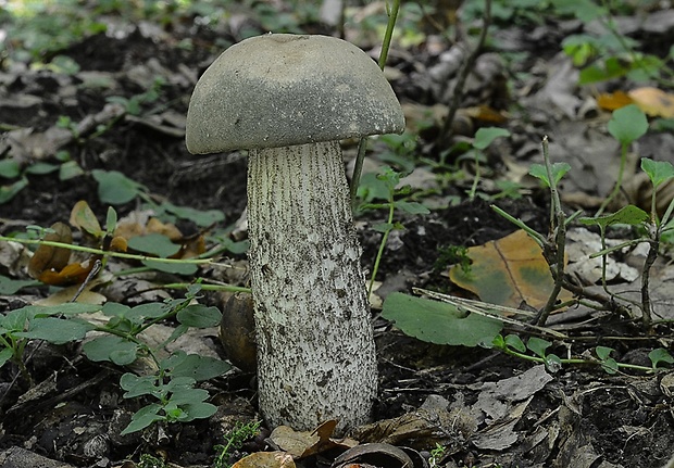 kozák sivozelený Leccinum thalassinum Pilát & Dermek