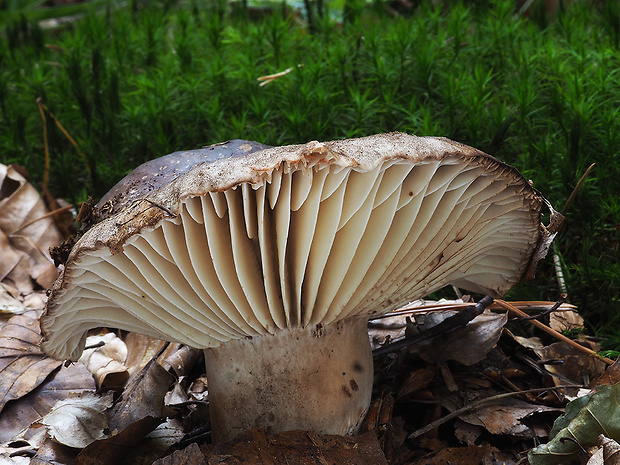 plávka černejúca Russula nigricans Fr.