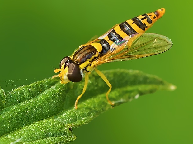 pestrica Sphaerophoria scripta ♀