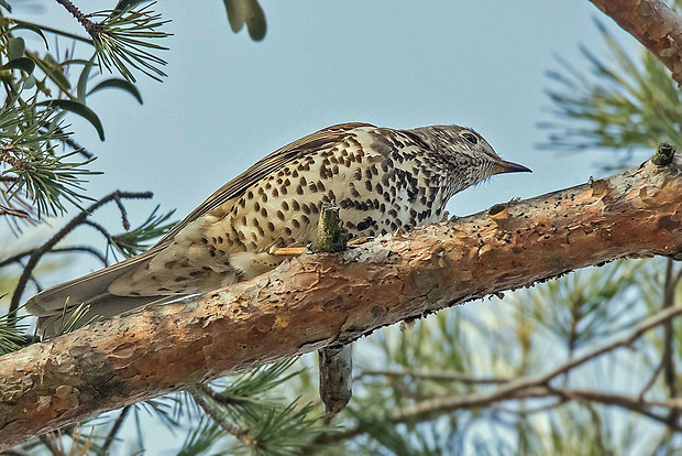 drozd trskotavý  Turdus viscivorus