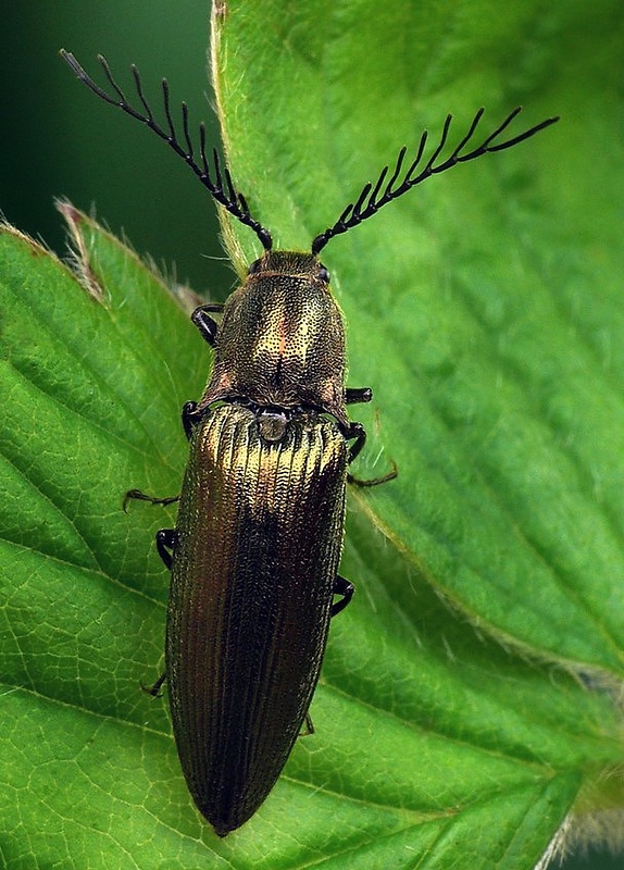 kováčik (sk) / kovařík zelený (cz) Ctenicera pectinicornis Linnaeus, 1758