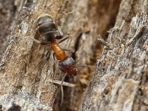 mravenec lužní Liometopum microcephalum