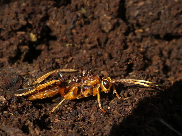 lumek Lymantrichneumon disparis