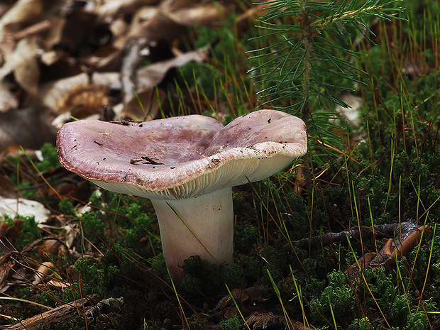 plávka brvitá Russula amoenicolor Romagn.