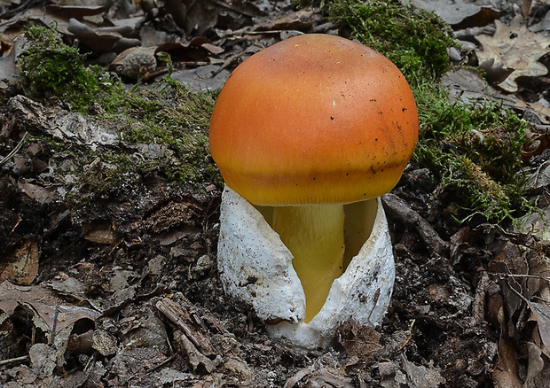 muchotrávka cisárska Amanita caesarea (Scop.) Pers.