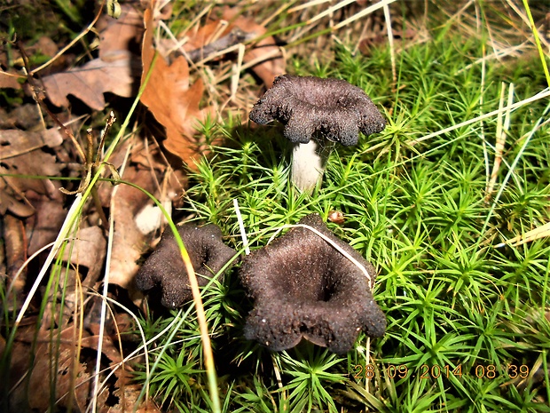 lievik trúbkovitý Craterellus cornucopioides (L.) Pers.