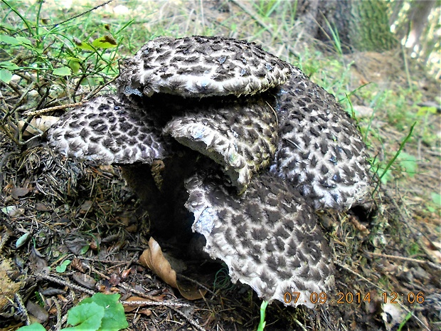 šiškovec šupinatý Strobilomyces strobilaceus (Scop.) Berk.