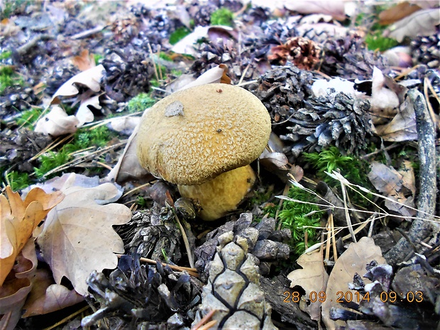 masliak strakatý Suillus variegatus (Sw.) Kuntze