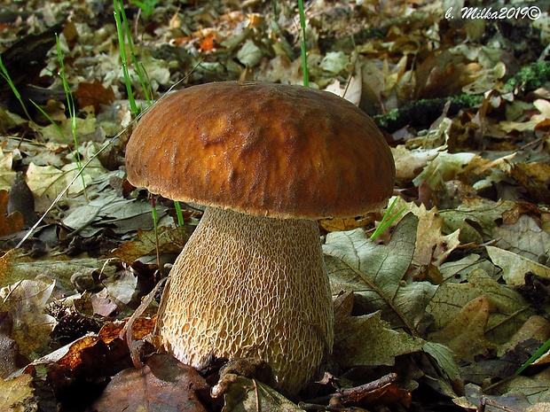 hríb dubový Boletus reticulatus Schaeff.