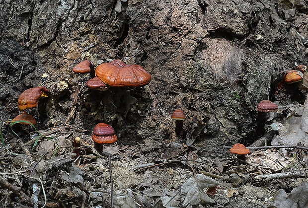 lesklokôrovka obyčajná Ganoderma lucidum (Curtis) P. Karst.