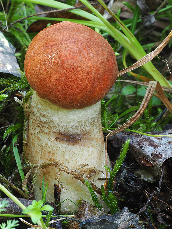 kozák dubový Leccinum aurantiacum (Bull.) Gray