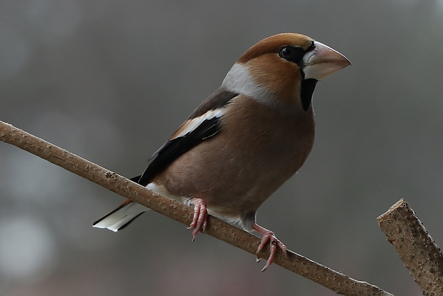 glezg hrubozobý Coccothraustes coccothraustes