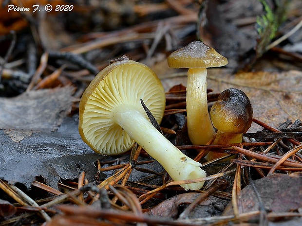 šťavnačka mrazová Hygrophorus hypothejus (Fr.) Fr.