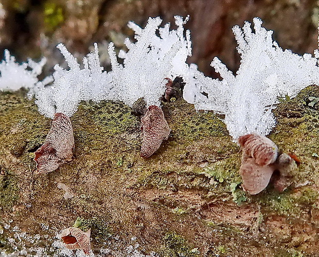 pňovka zimná Panellus ringens (Fr.) Romagn.