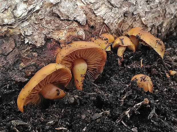 šupinovka spálenisková Pholiota highlandensis (Peck) Quadr. & Lunghini