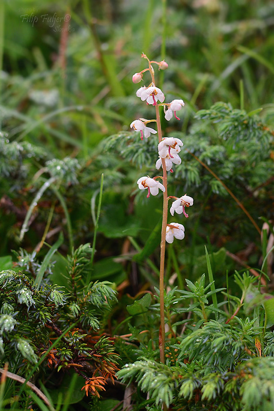 hruštička okrúhlolistá Pyrola rotundifolia L.