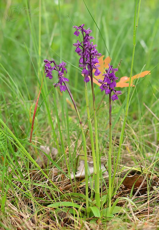 červenohlav obyčajný Anacamptis morio (L.) R. M. Bateman, A. M. Pringeon & M. W. Chase