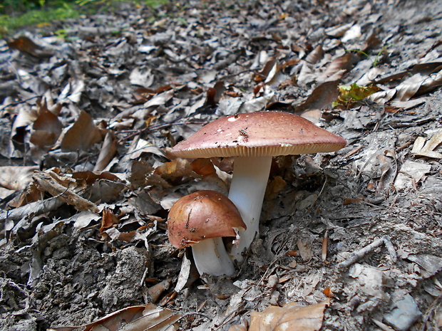 plávka Russula sp.