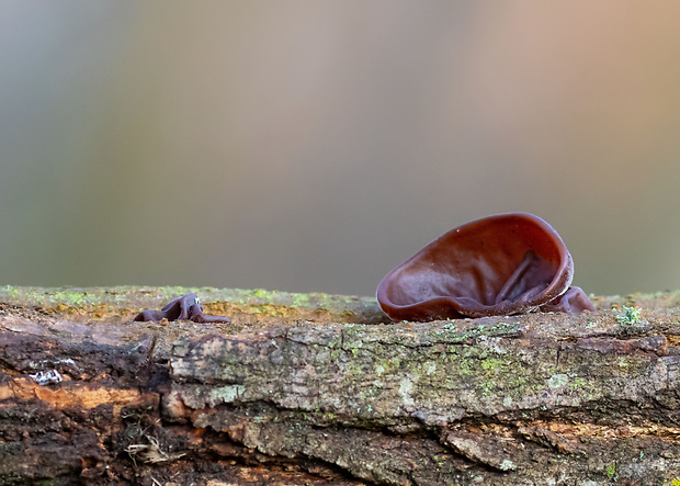 uchovec bazový Auricularia auricula-judae (Bull.) Quél.