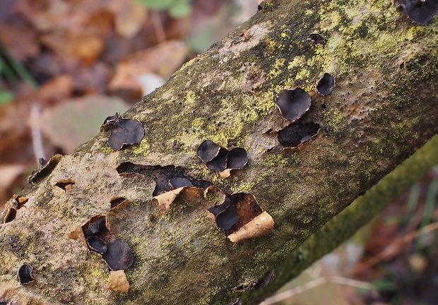 dutinovka Encoelia sp.