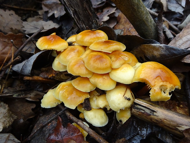 plamienka Flammulina sp.