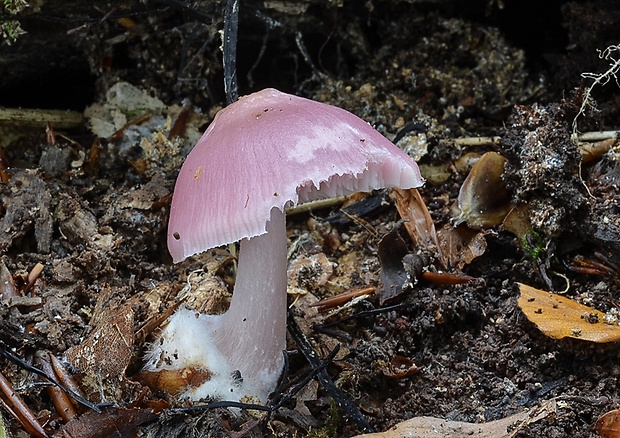 prilbička ružovkastá Mycena rosea Gramberg