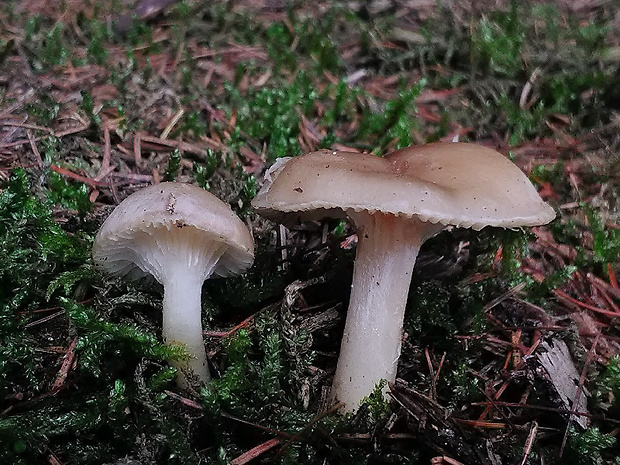 šťavnačka voňavá Hygrophorus agathosmus (Fr.) Fr.