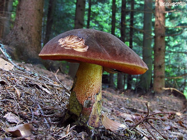 hríb zrnitohlúbikový Sutorius luridiformis (Rostk.) G. Wu & Zhu L. Yang