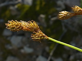 ostrica zajačia