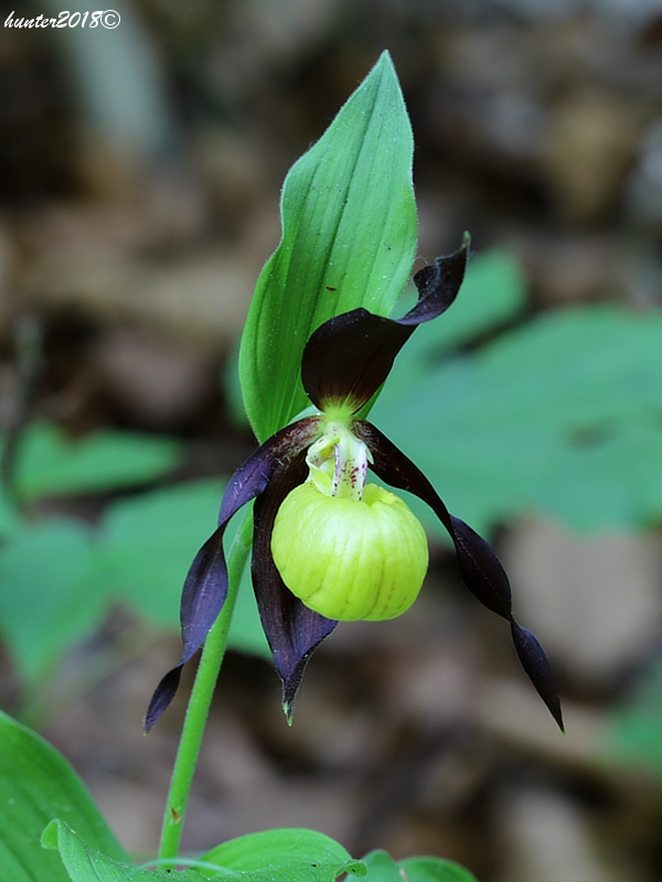 črievičník papučkový Cypripedium calceolus L.