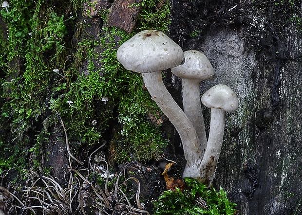 šupinovka gumová Pholiota gummosa (Lasch) Singer