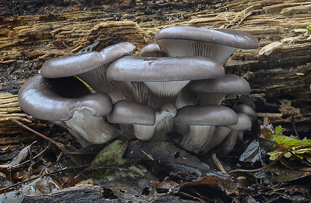 hliva ustricovitá Pleurotus ostreatus (Jacq.) P. Kumm.