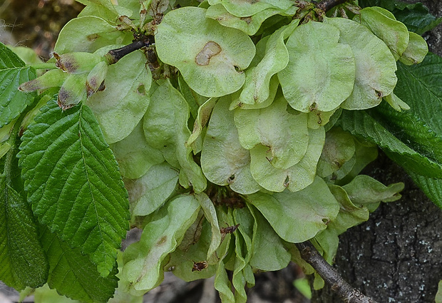 brest  Ulmus sp. Huds.