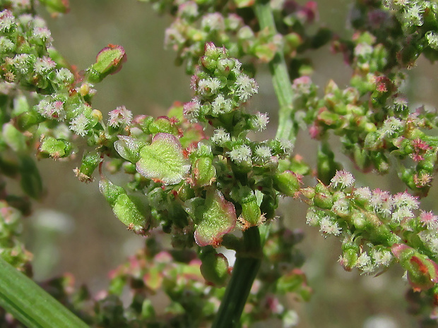 štiav kytkokvetý Acetosa thyrsiflora (Fingerh.) Á. Löve et D. Löve