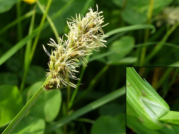ostrica otrubova Carex otrubae Podp.