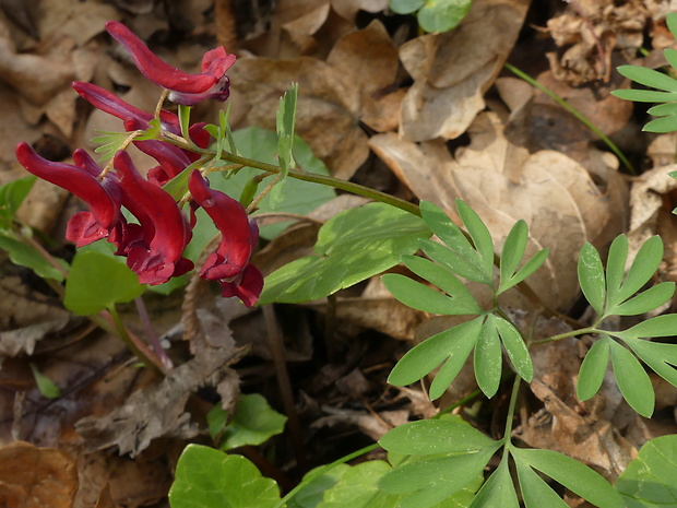 chochlačka plná Corydalis solida (L.) Clairv.