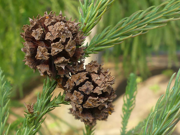 kryptomeria japonská Cryptomeria japonica