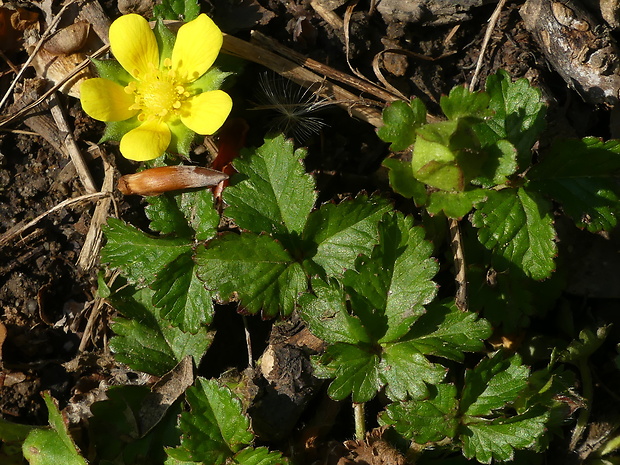 pajahoda indická Duchesnea indica (Andrews) Focke