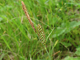 ostrica plstnatá