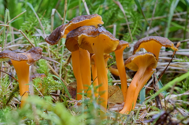 kuriatko žltohnedé ? Cantharellus lutescens ? Fr.