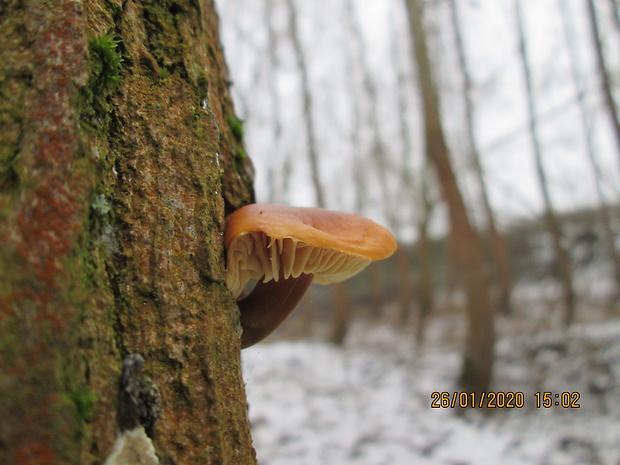 plamienka Flammulina sp.